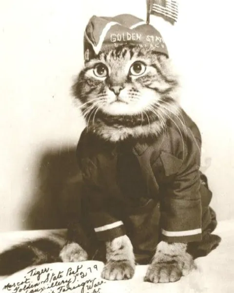 In WWI, around 500,000 cats served in trenches and on ships—controlling rats, boosting morale, and even acting as early gas detectors. They brought comfort to soldiers in the chaos of war. (Some pics are from WWII)