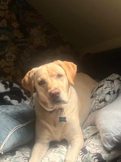 Some pics of my pup throughout her life so far