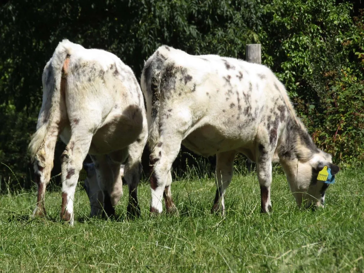 Here are a bunch of pictures of Custard and Cream hanging out with each other! These girls are always together.