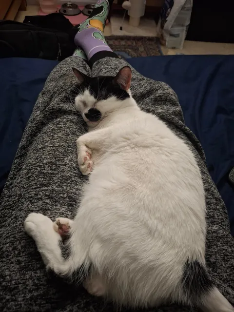 This is my first cat ever, her name is Yuki and she's the best