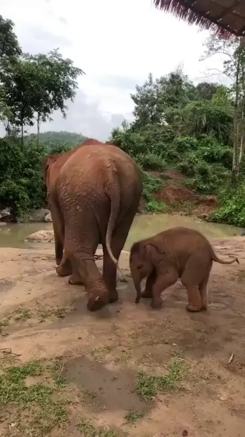 Baby elephant playing with his caretaker