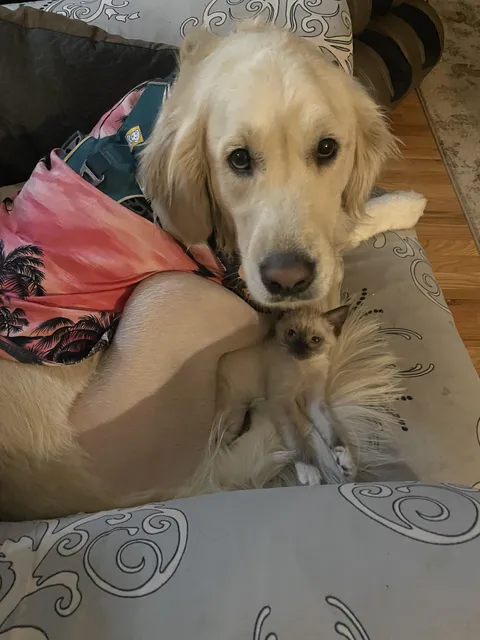 Emotional support kitten after knee surgery.