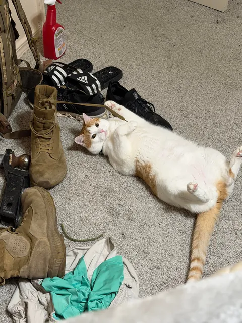 First time cat owner