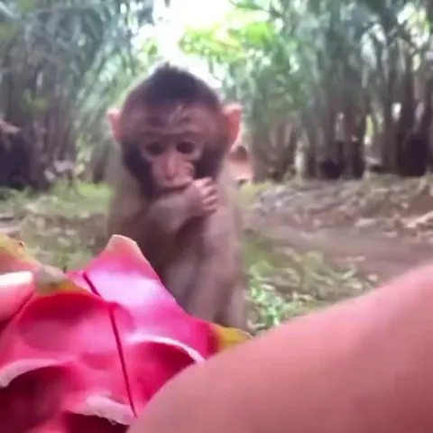 I love how the monkey’s lips turn all bright magenta from the dragonfruit❤️🤣