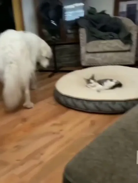 If I fits I sits too - sincerely dog.