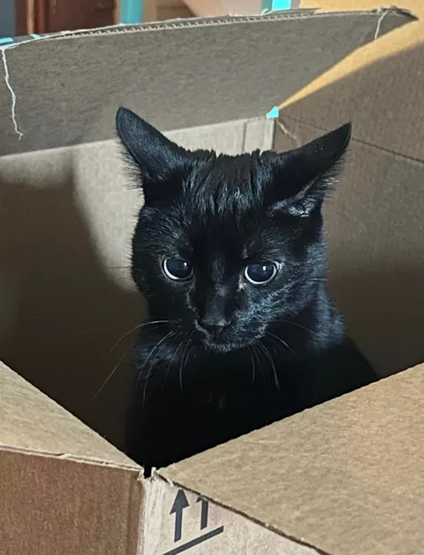 Sonya’s second adoptaversery