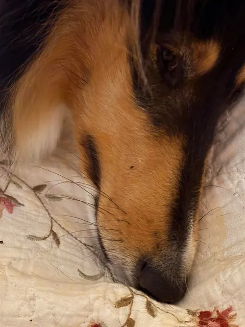 My dog went outside to pee, dug up an ant hill, then promptly got back in my bed