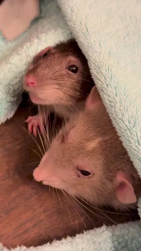 Guys are my rats okay?