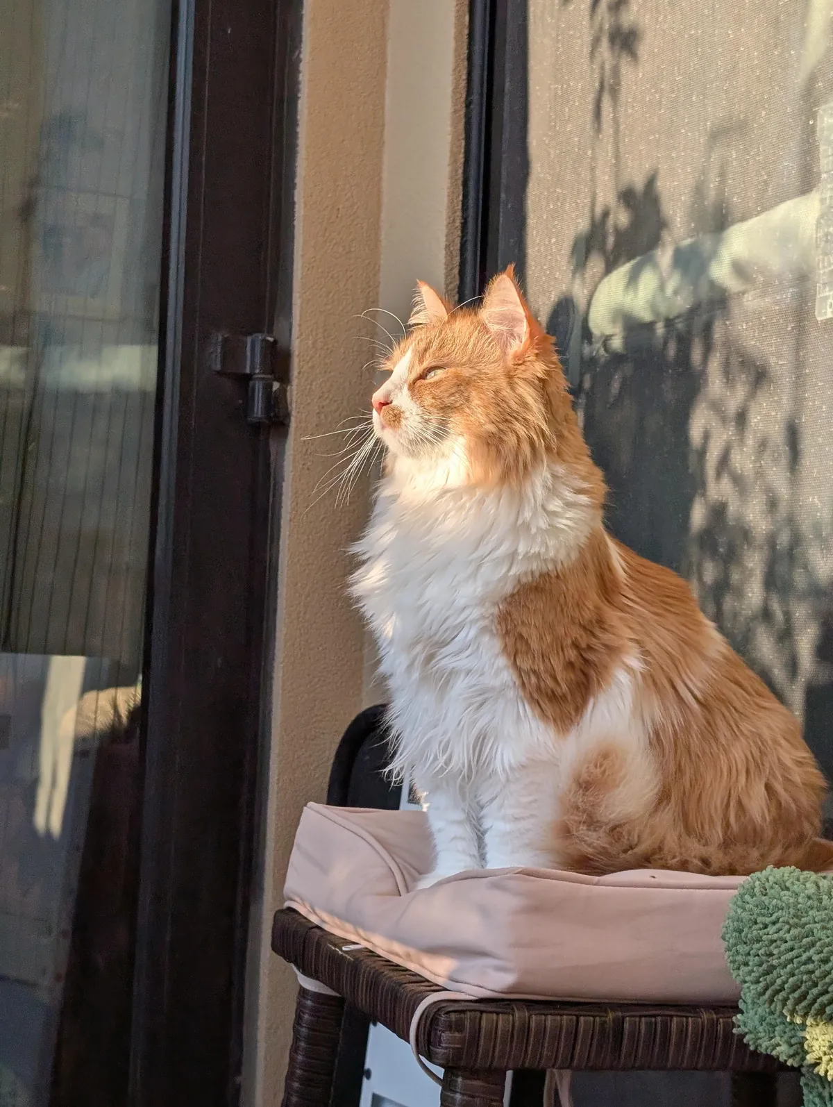 My balcony where I spend all of my time ft. my cat Tater