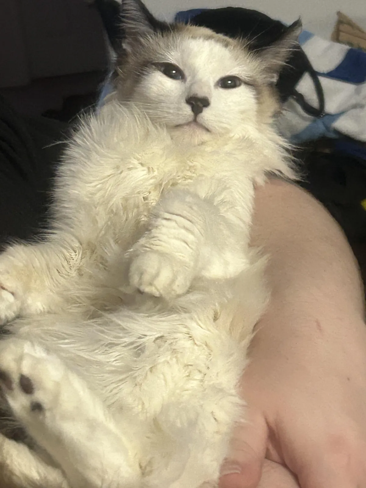 The face of a bastard that cost us $3000 because he wanted to eat hair and lint