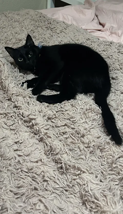 This is my kitty I found her in a parking lot