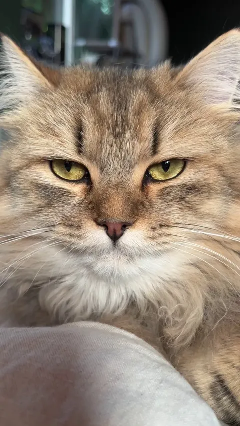 She’s sending you love through her slow blinks 💕