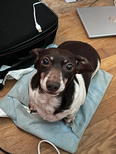 Beenee was the last of his litter. He came from a trailer park.