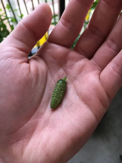 After three months of hard work, starting from a seed, some dirt, and a dream, it’s produced such endless bounty