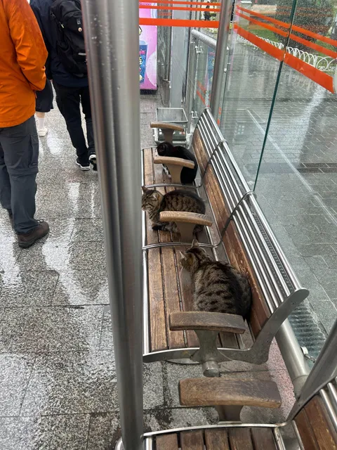 Locals waiting for the next meowtro