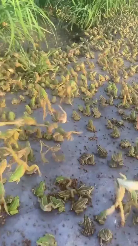 It rained frogs