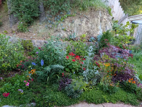 I outrageously over planted my little flower patch...