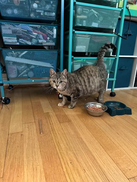 Honey was a pregnant kitty I took in from outside. Here are her first days as an indoor kitty. She had 3 beautiful babies 2 weeks later. The last pics are from when she was living outside.