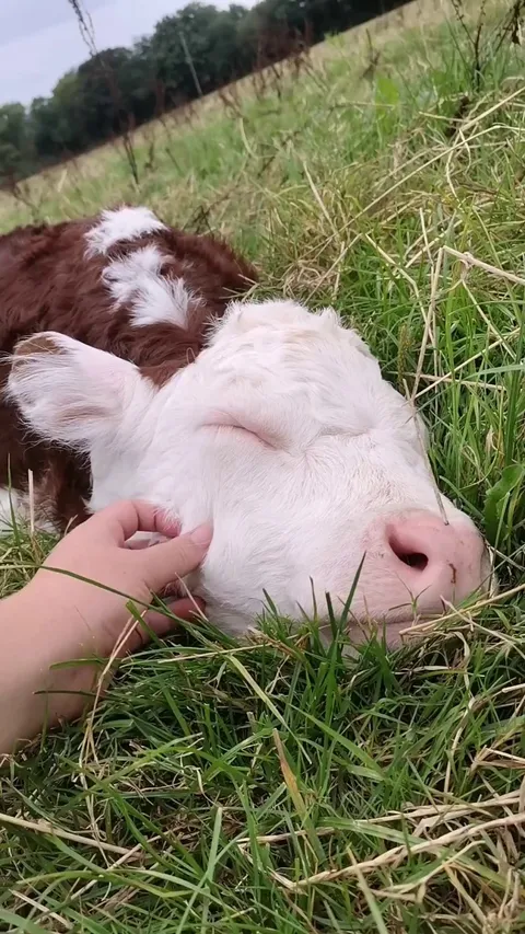 Petting a baby calf while he snoozes