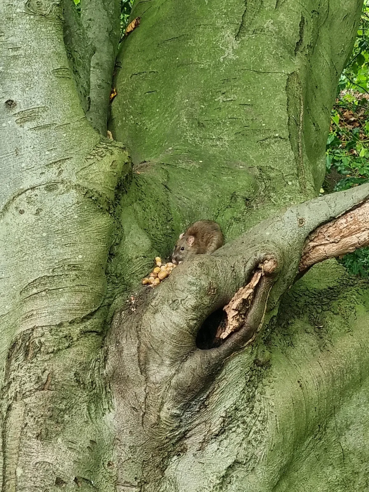 Not pet rats, but hope you guys appreciate this lil cutie and her acorns.