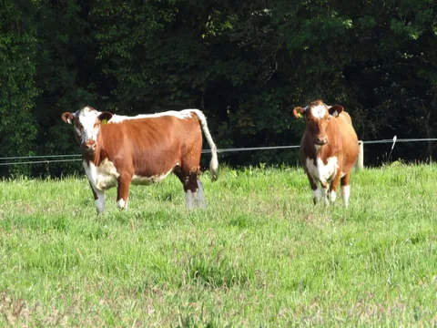 Rose and Willow are never too far apart. I often see them grazing with each other away from the rest of their herd.