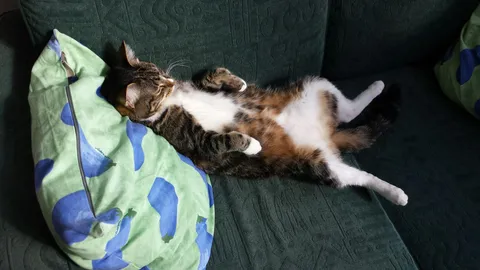 This is my neighbor’s cat, Cleo. She loves sneaking in through my windows to nap on my couch.