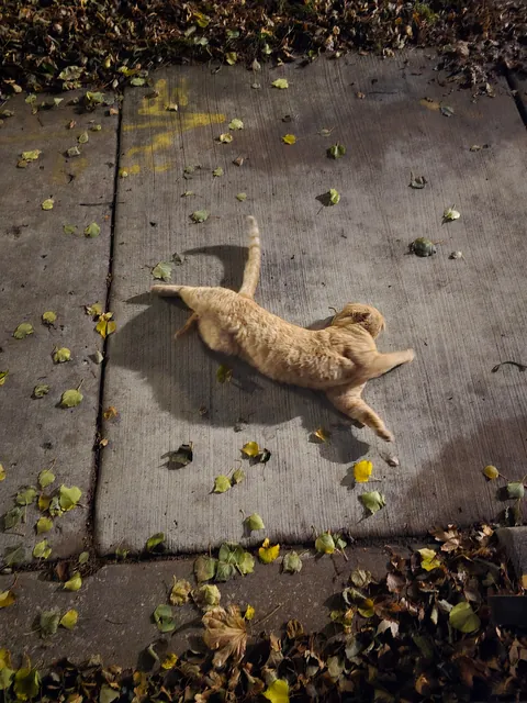 Cat keeps showing up at my door