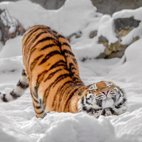 🔥 Tiger 🔥
