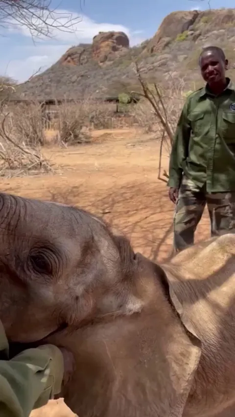 Baby elephants love their keeper