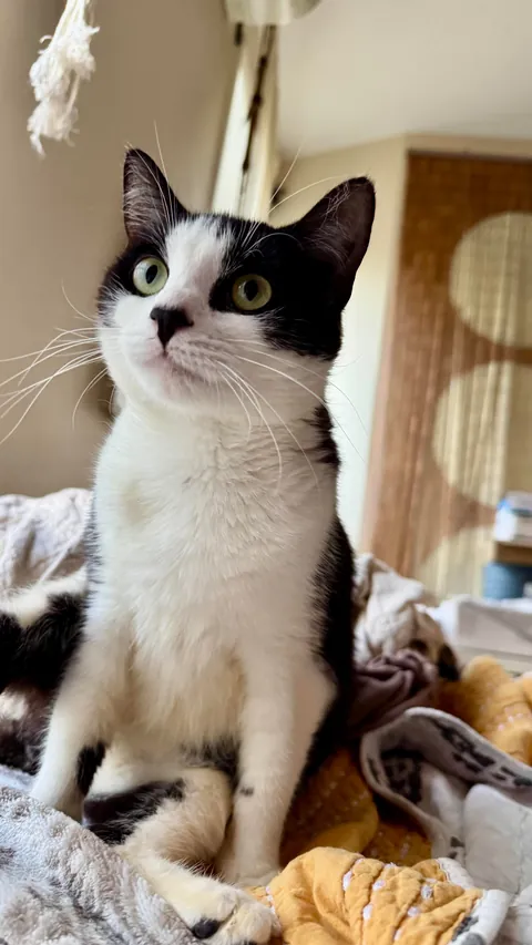 Final plea to help find Legacy, special needs cat, a home