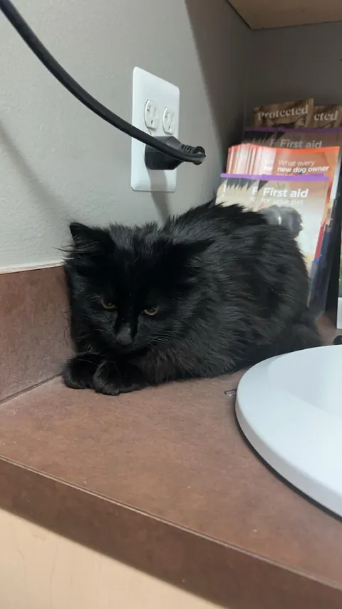 Found her living in the woods 