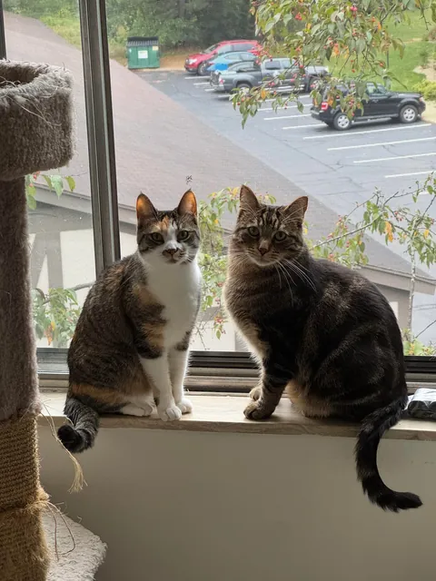 Got my boy a little sister. I think they’re happy together ❤️