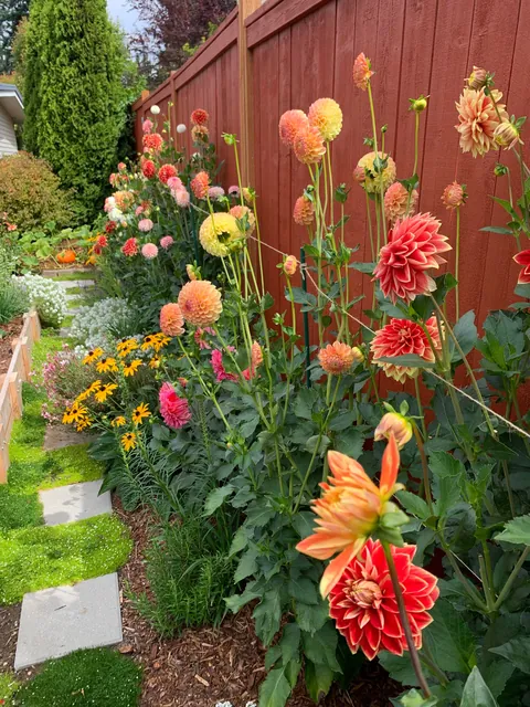 Frogs all over the garden yesterday