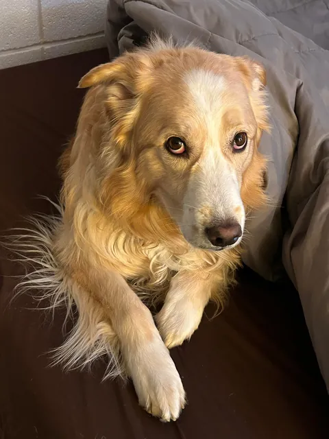 This is Luna, my soul dog🥰  From 1 week to 7.5 years old—she’s a sweet and complicated girl and I love her! ❤️