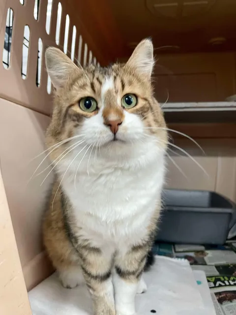 Ralph again from our shelter. He’s so handsome and polite; a real gentleman.