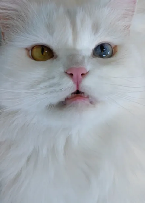 my cat hates my aunt..