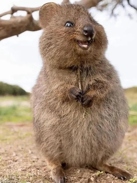 The Quokka is known as the world’s happiest animal.