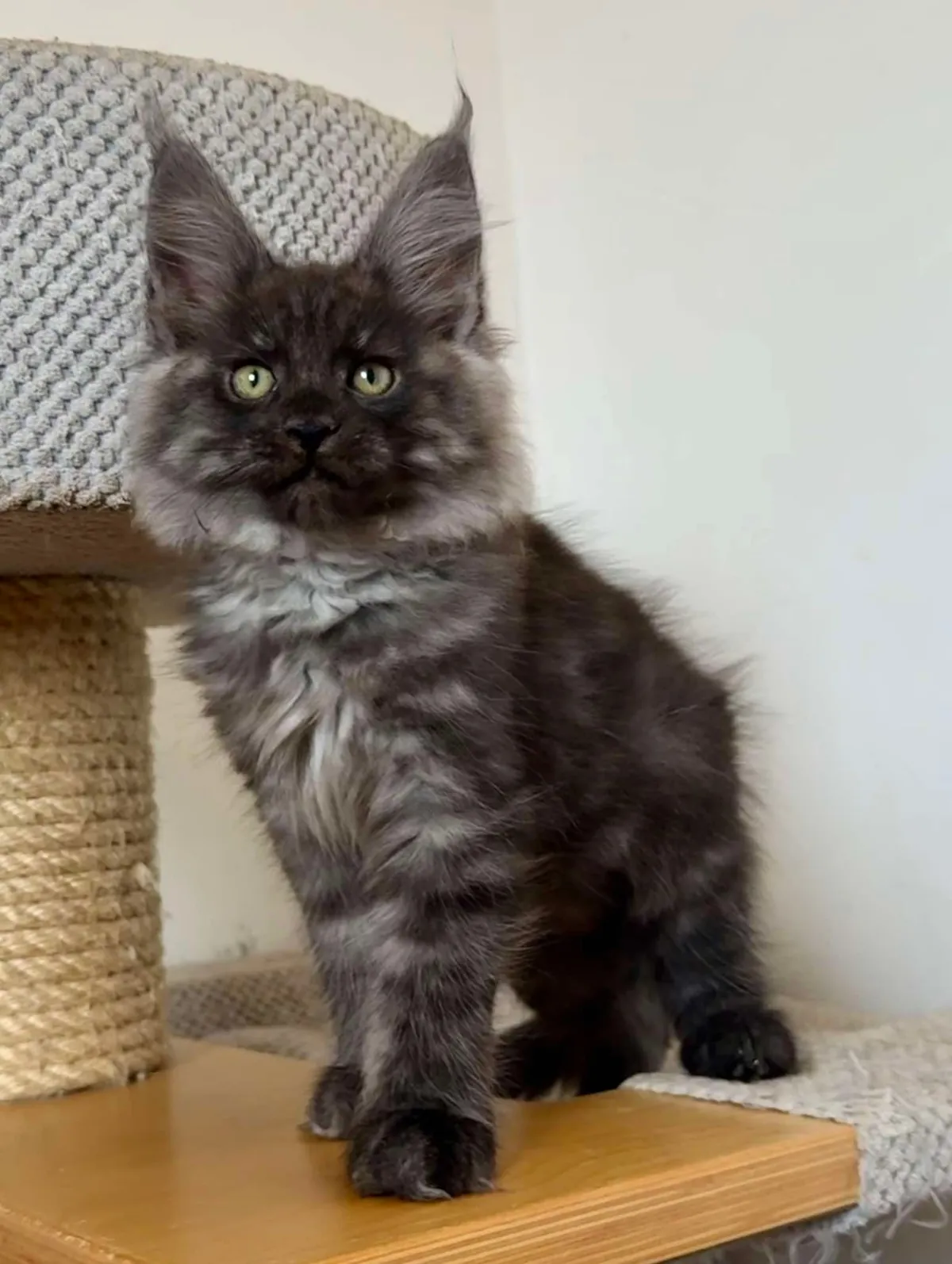 Théoden from 2 to 16 weeks old