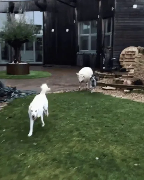 The biggest fluffiest dog