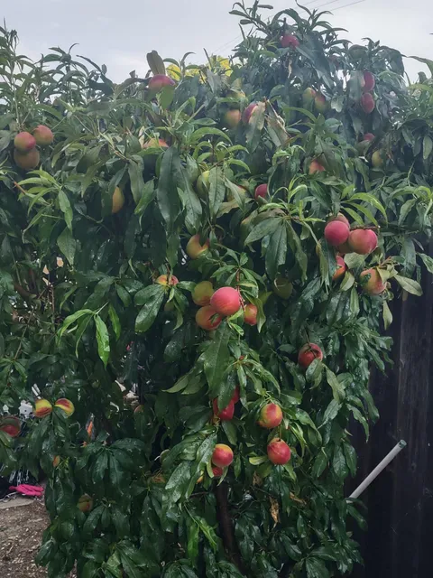 My peach tree