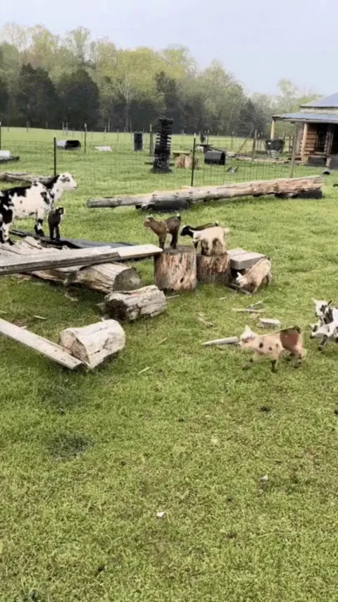 Kids going down the slide