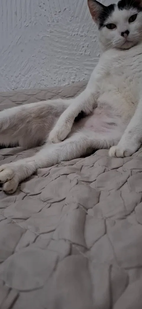 My cat is so silly, he just came in front of me, sat like this and stared at me