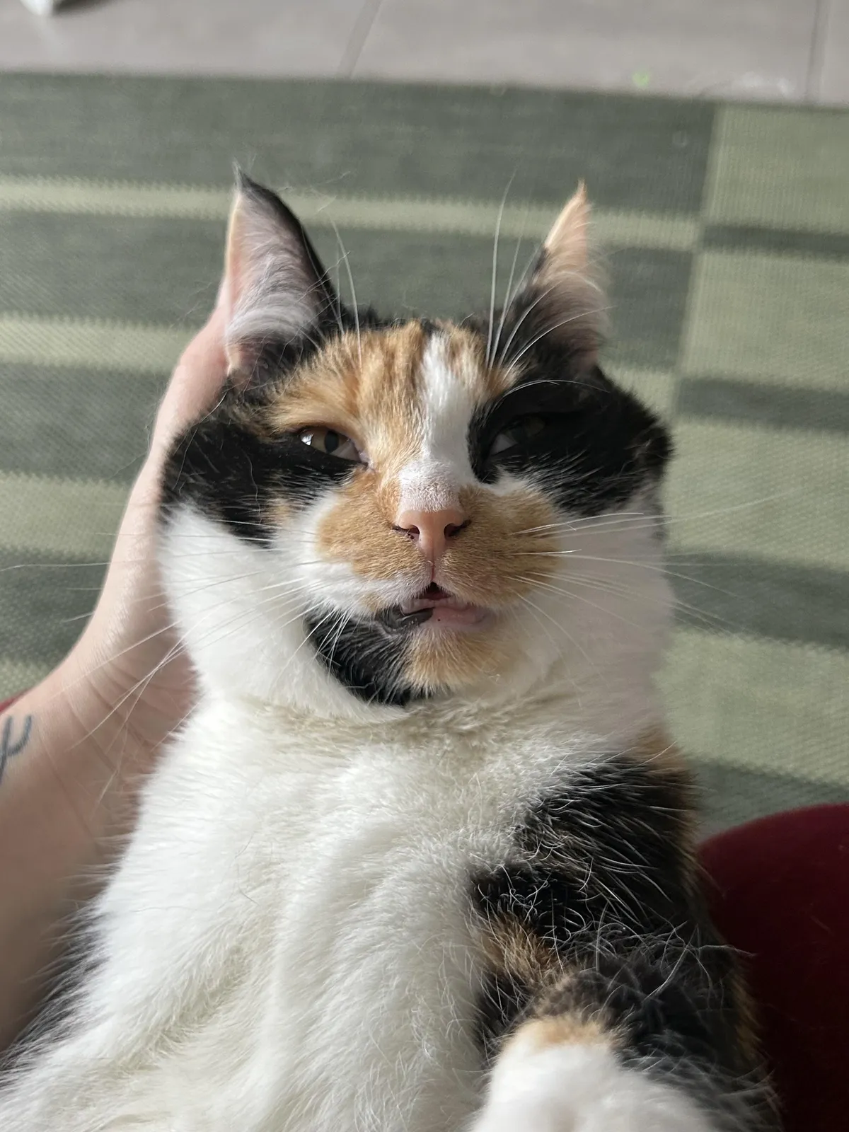 why does my kitty look drunk when i pet her?
