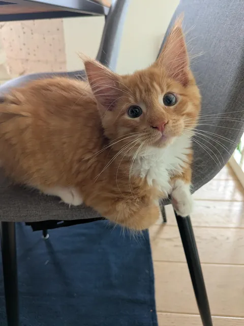 Adopted this sweet boy - noticed there is something slightly off about his eyes