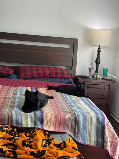 Show me your derpy cat pics