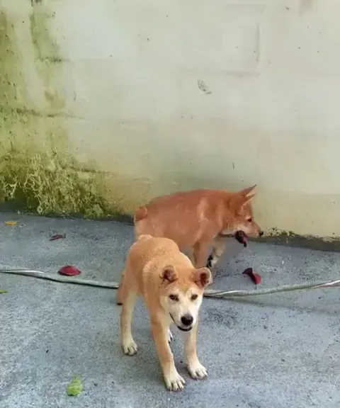 Dogs with short spine syndrome