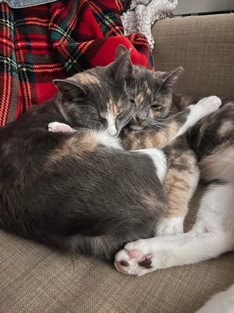 first time cat owner, adopted bonded sisters- so glad I did !
