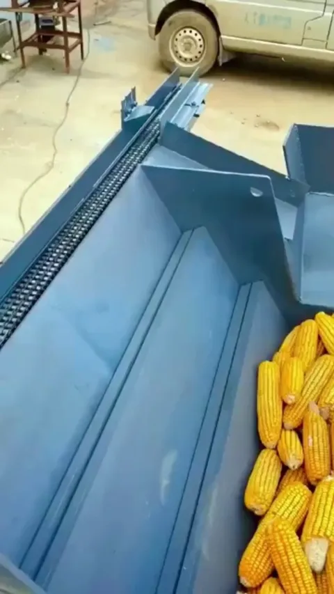 Step feeder singulating and orienting corn cobs