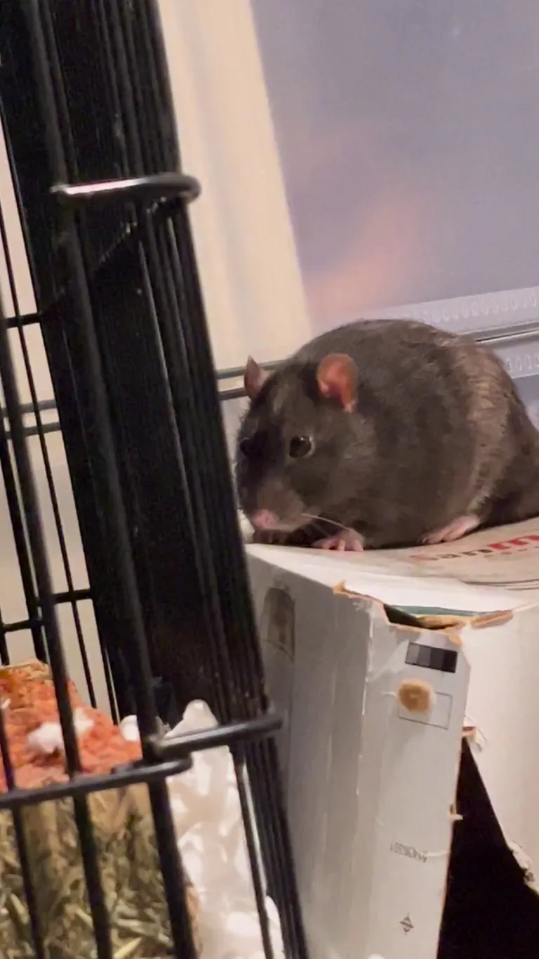 I think emile is broken