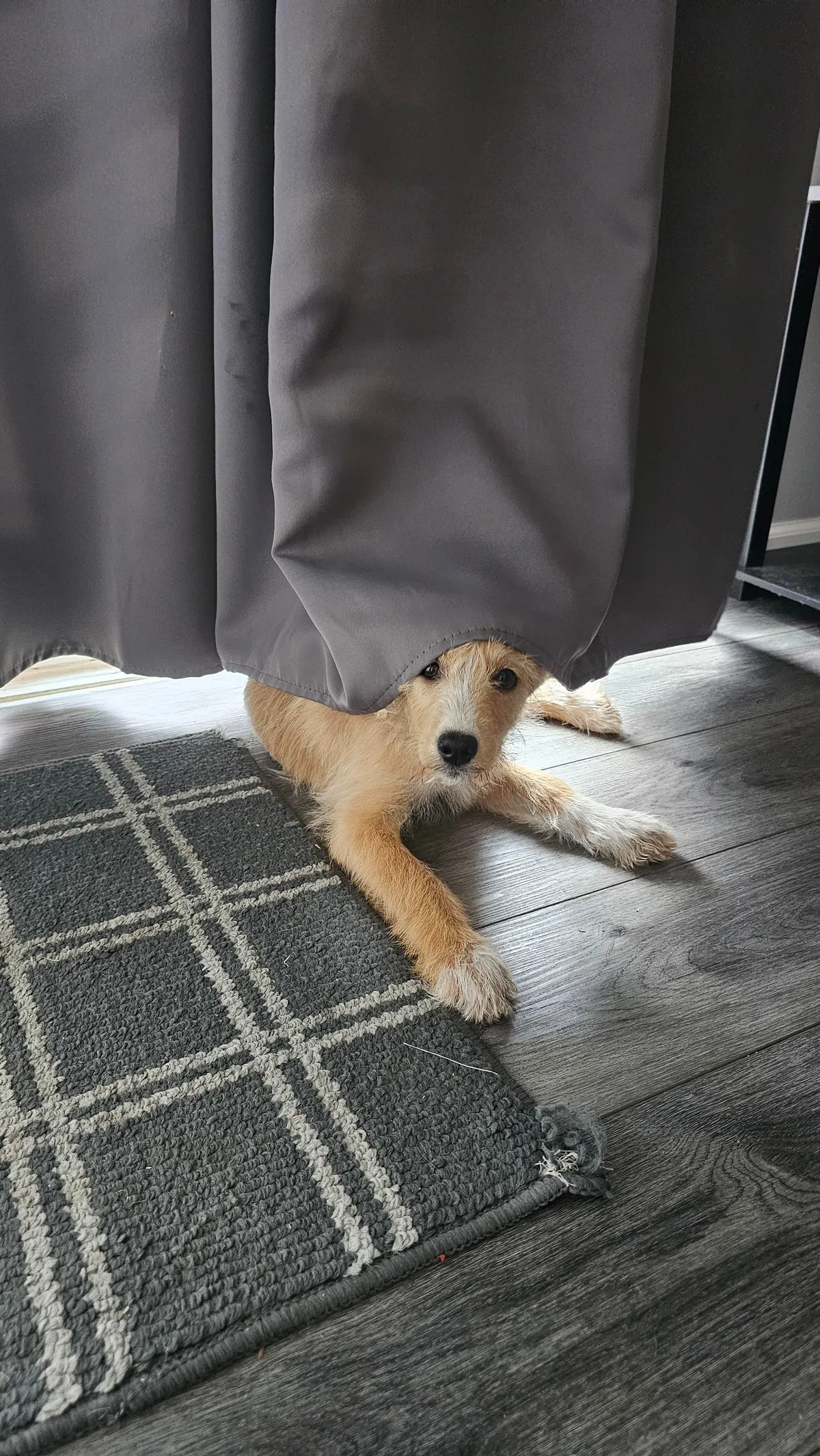 Our Skye puppers🥰